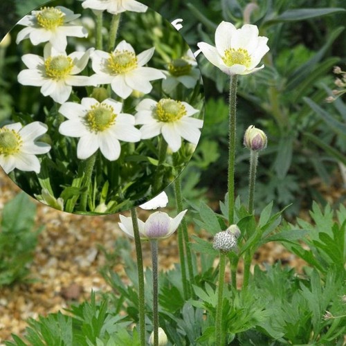 Anemone multifida 'White Annabella' - Lõhislehine ülane 'White Annabella' P9/0,55L